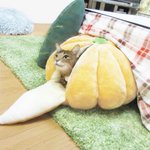 こたつに直結した「みかんハウス」で暖を取る猫が可愛すぎる!