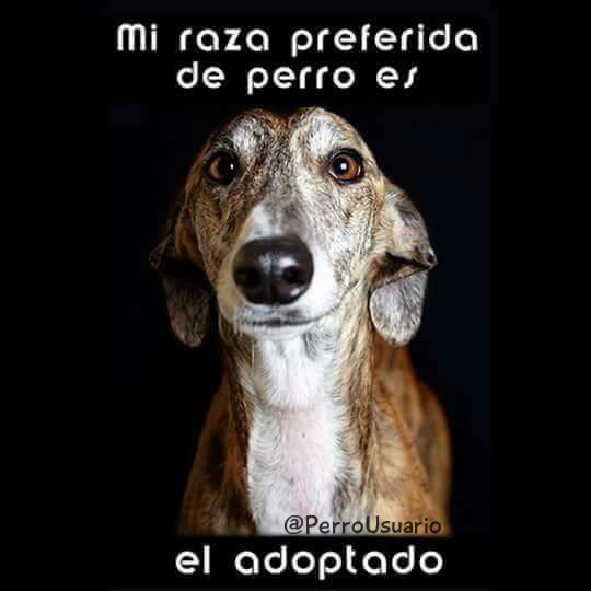 Si buscas un fiel compañero, definitivamente, esta es la mejor raza ...