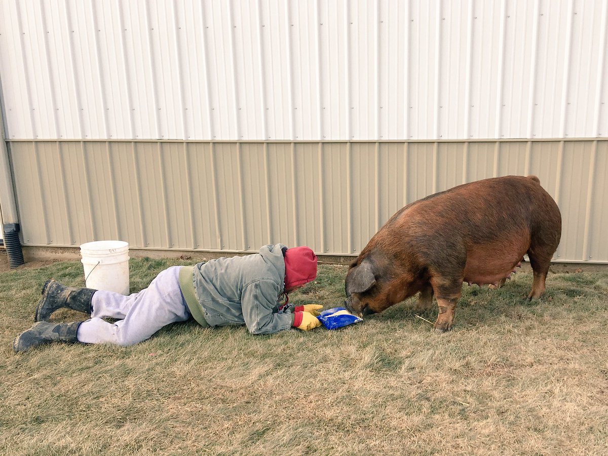 FoodandSwine1's tweet photo. Sometimes you feel on top of the world... other times:
#showpigs #durocs #weneedyourpictureboo https://t.co/KPXjZv745v