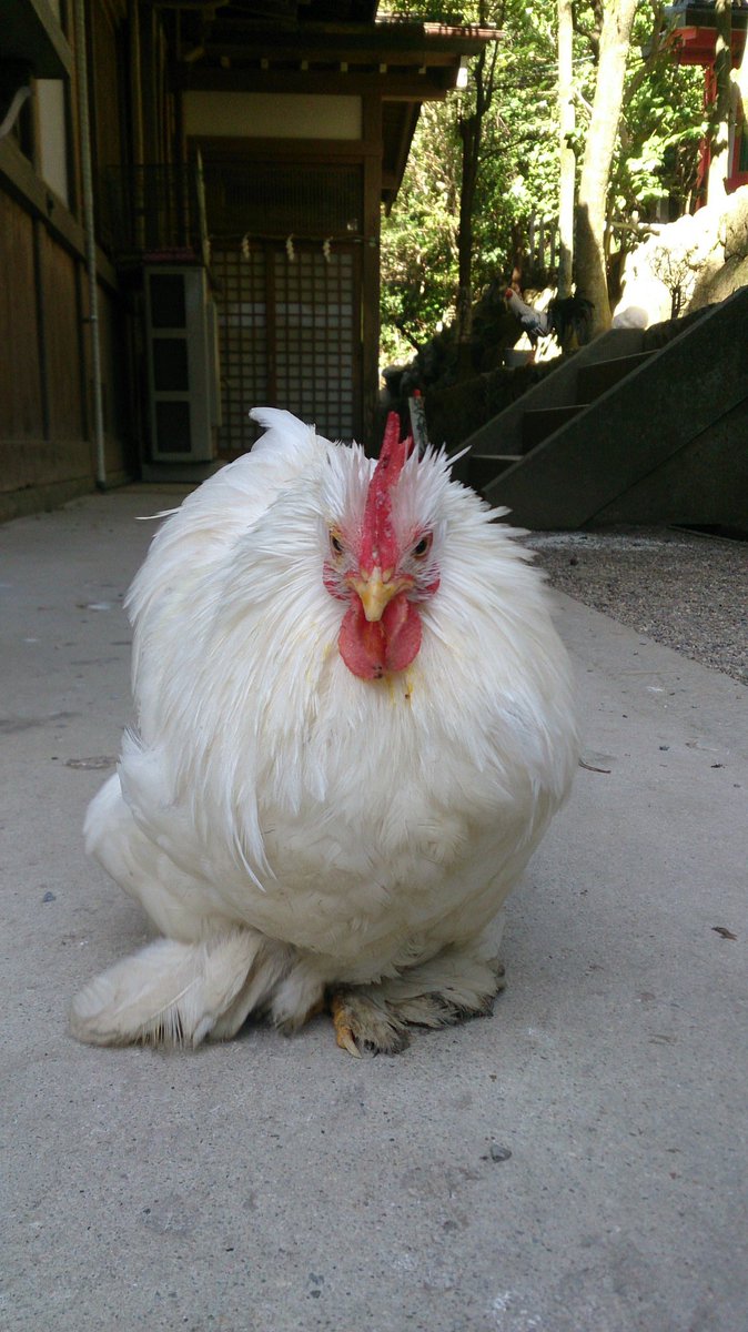 17年正月初詣 石上神宮は酉年で大にぎわい 2ページ目 Togetter