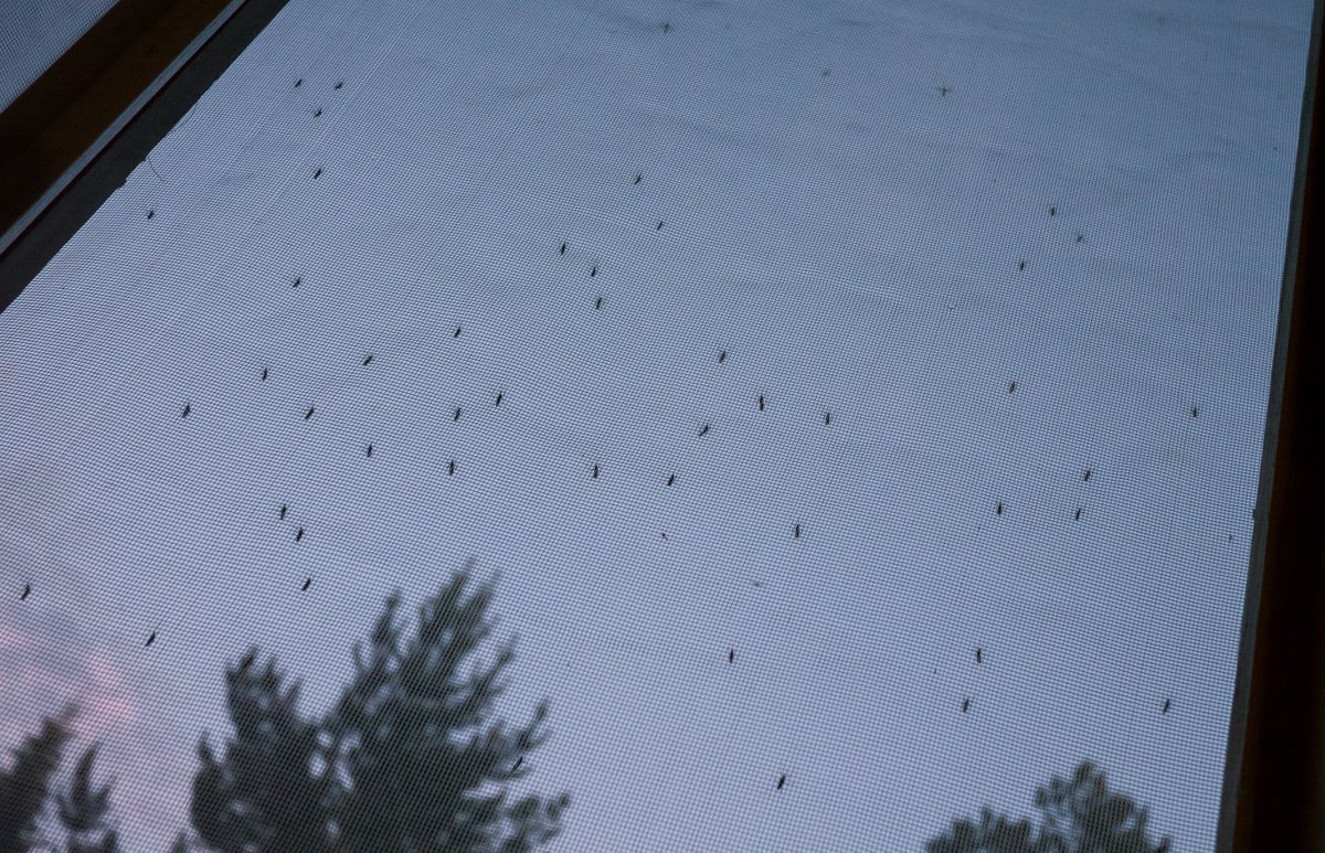 spectrablinds's tweet photo. Sleek Mosquito Frames......https://t.co/qUesIPJV8l
#sleekmosquitoframes #mosquitonets #mosquitonetshyderabad #mosquitoframes https://t.co/hLlncxkKMC
