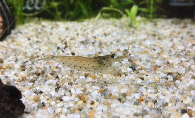 ヤマトヌマエビのオスメスの見分け方は 熱帯魚 淡水魚 海水魚の図鑑