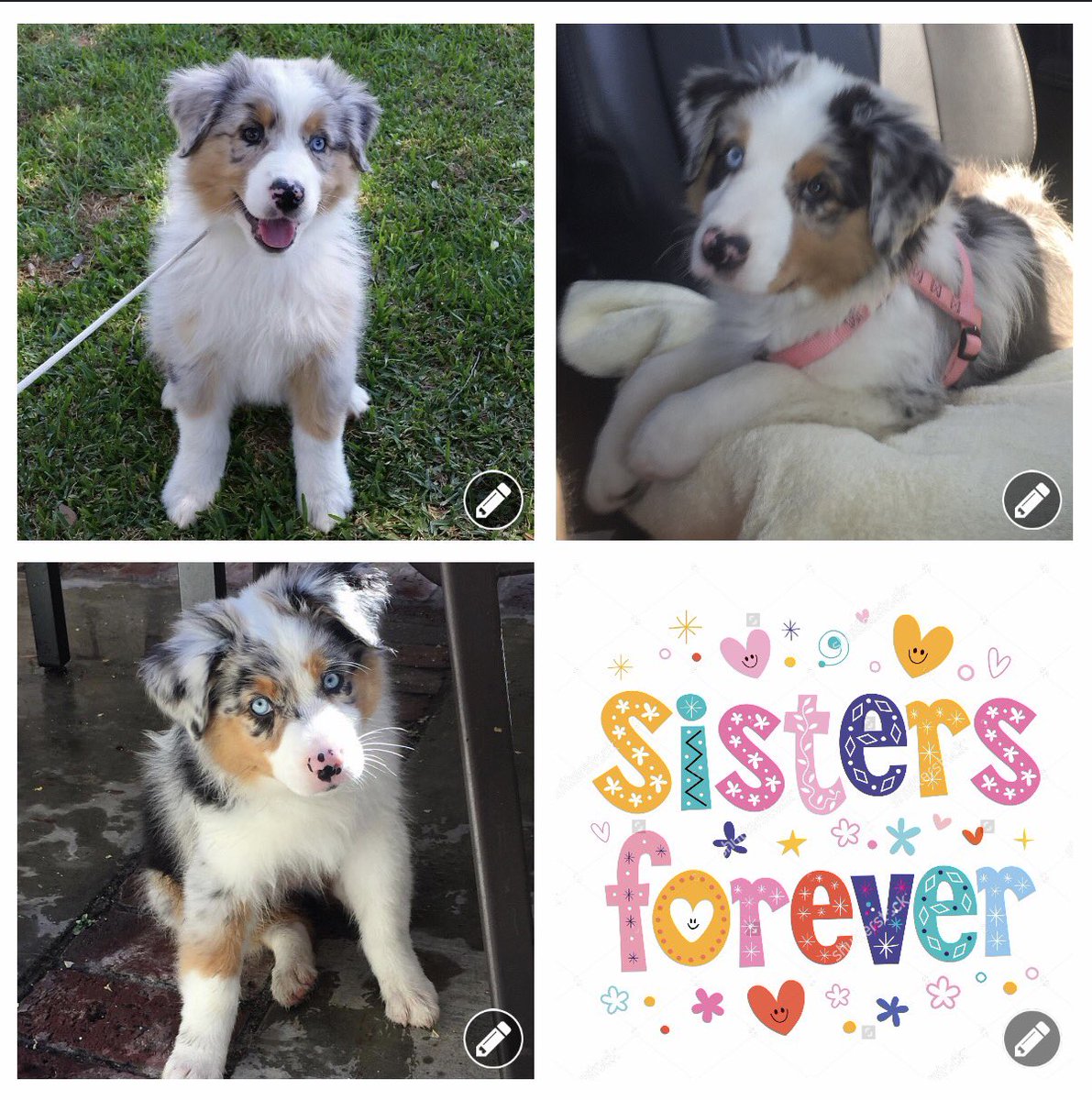 missmadison101's tweet photo. Sisters forever and ever! Lil' bright eyed beauties are the sweetest! 
#Australia #shepherd #AustralianShepherd https://t.co/zEvMjXMYeQ