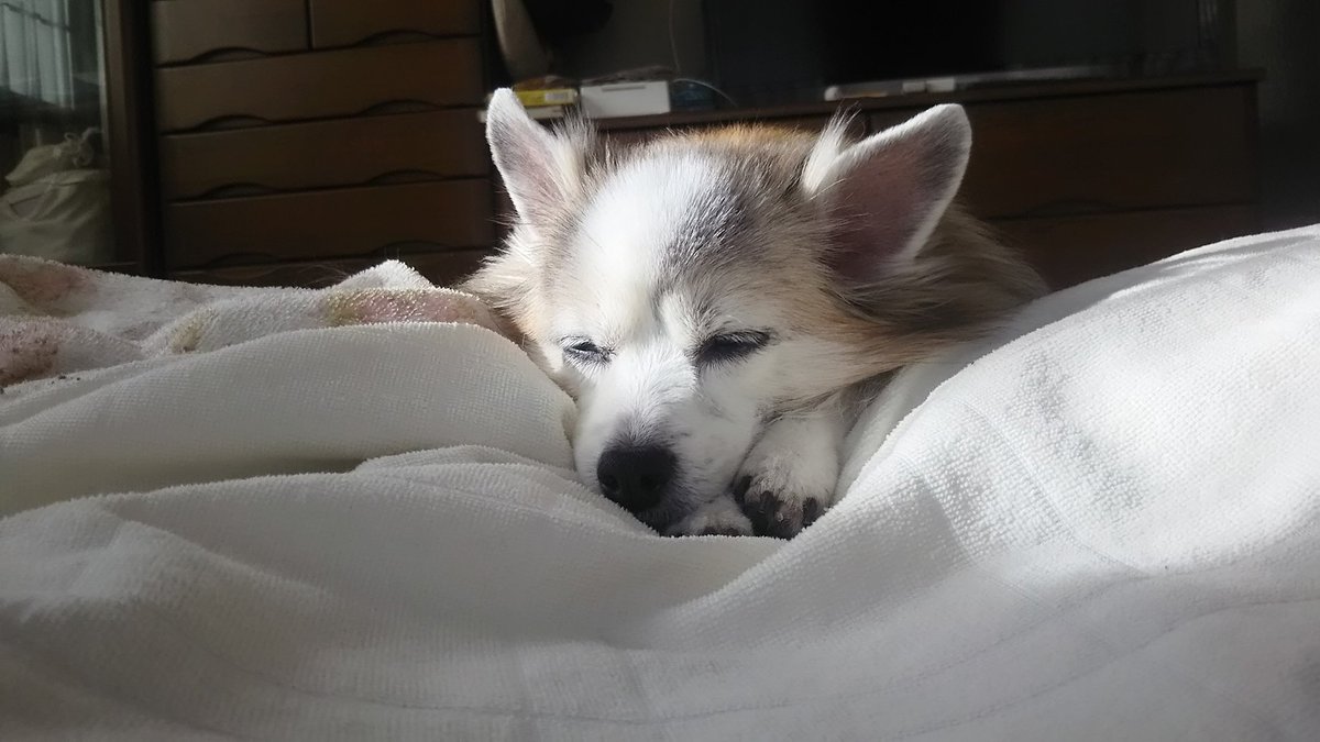Dogs_Everyday's tweet photo. 寝顔

#一日一犬

https://t.co/lK0qZzKSk3