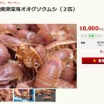 静岡県焼津市にふるさと納税→生きたままのオオグソクムシが送られてくるらしい!