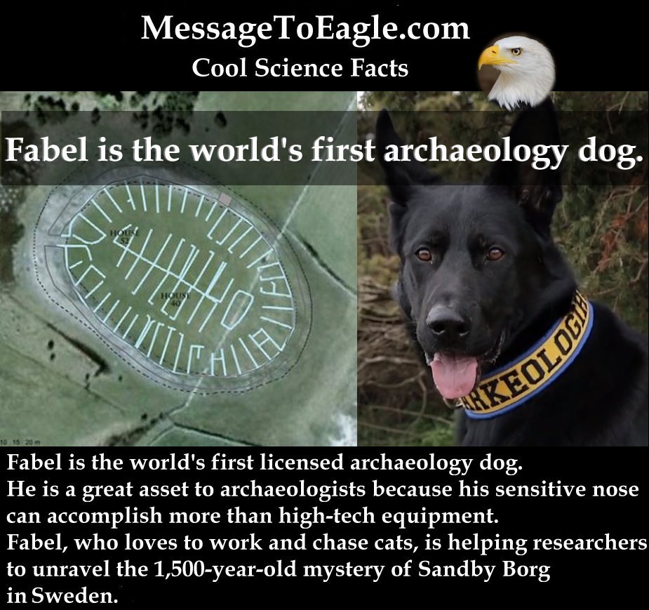 messagetoeagle's tweet photo. #CoolScienceFacts - Fabel is the world’s first archaeology dog.
Read more: https://t.co/nVuzLpI8lH https://t.co/oib3QPLPN4