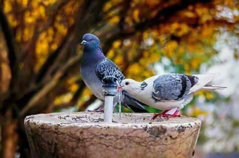 بعض الاشخاص احببناهم دون ان نراهم
فقط لانهم
كتبوا اشياء لامست ما بداخلنا من ألم
#حسن_الظالمي