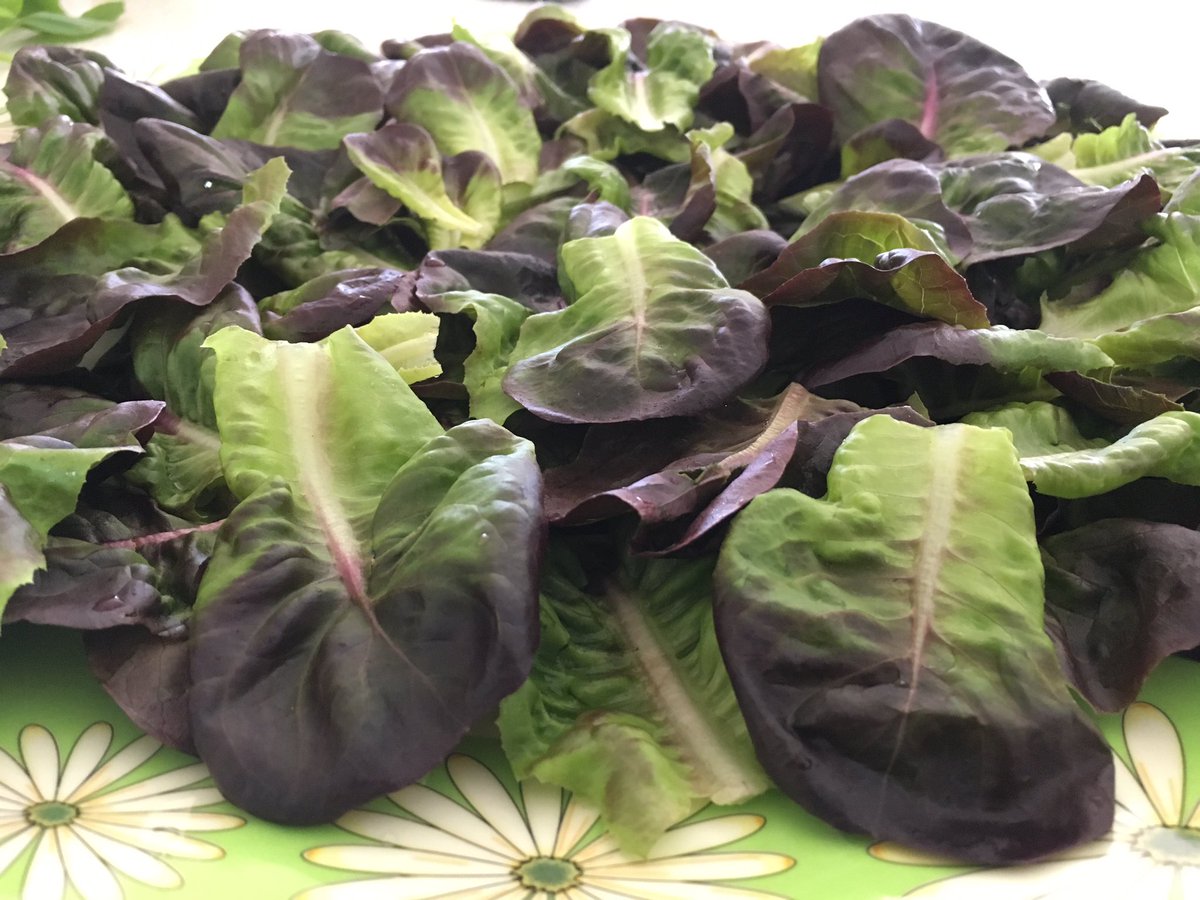 The best kept secrets are hidden within your passion #lovelettuce #lovemysalad