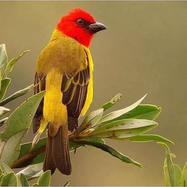 معنى الوحده
قلوب كثيره حولك ولا احد
منهم يسمع نبضات قلبك
#حسن_الظالمي