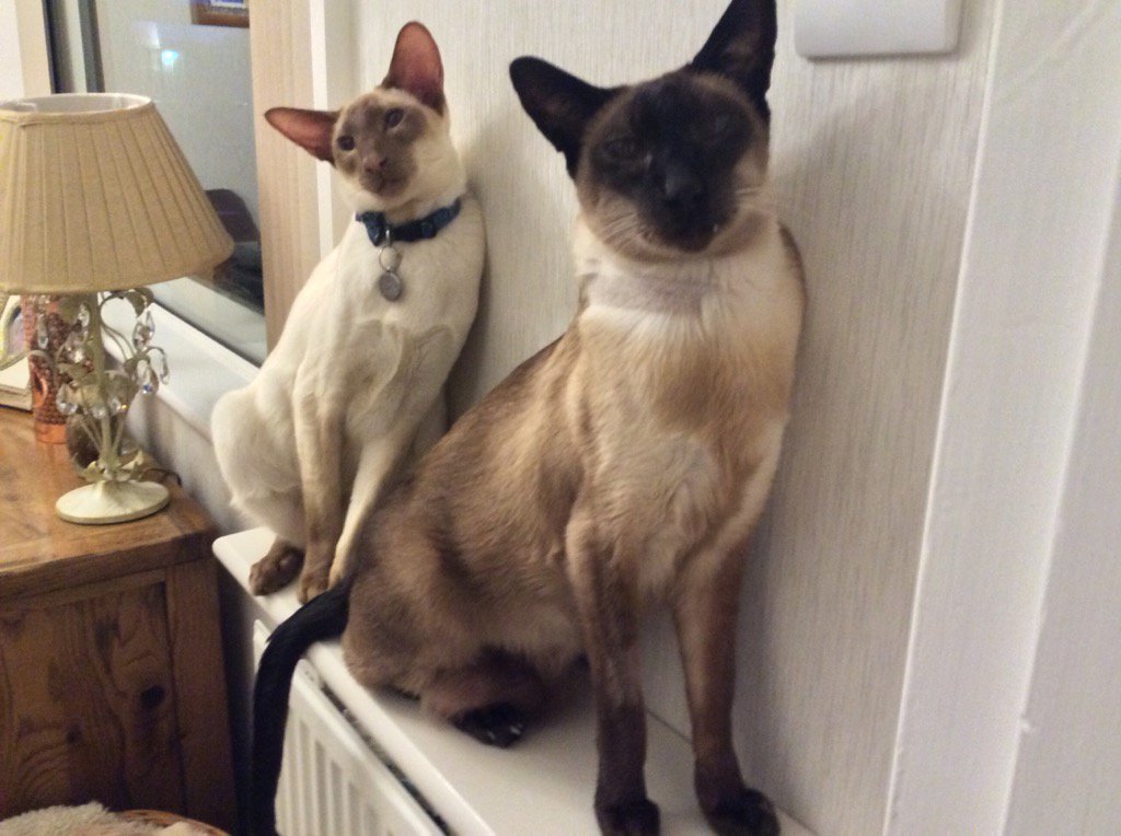 Diablo_Siamese's tweet photo. Give us our breakfast!! #goodmorninghumans #wakeywakey #heatingison #CatsOfTwitter https://t.co/sBvvNg4VvR