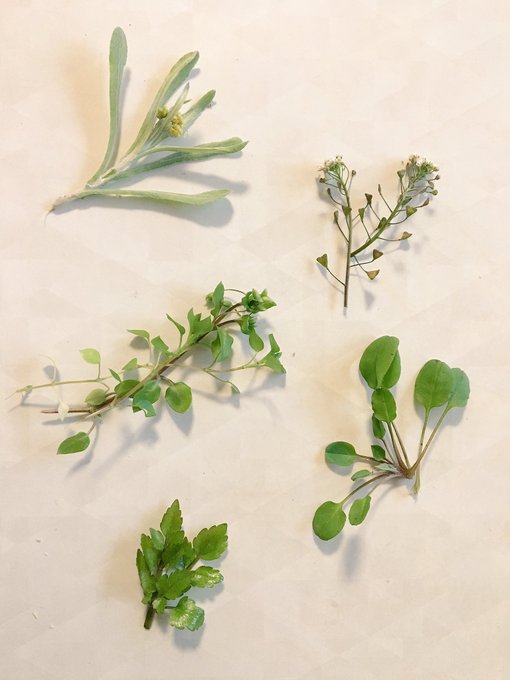 春の七草のTwitterイラスト検索結果(古い順)。