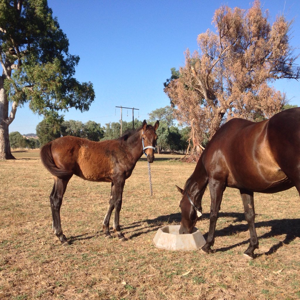BorderBldstk's tweet photo. Some photos taken around the farm this morning; #Shaft filly, and #FastNFamous, Onemorenomore, #VonCostaDeHero colts https://t.co/z74EKUDqaY