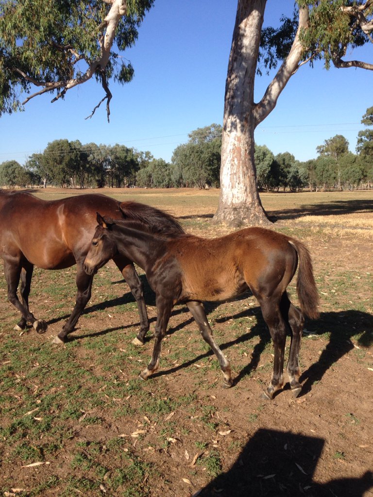 BorderBldstk's tweet photo. Some photos taken around the farm this morning; #Shaft filly, and #FastNFamous, Onemorenomore, #VonCostaDeHero colts https://t.co/z74EKUDqaY
