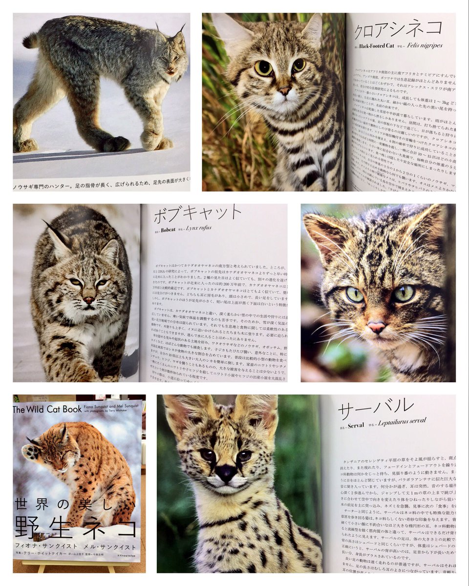 野生の “ネコ科動物” を存分に堪能できる1冊 大判写真集『世界の