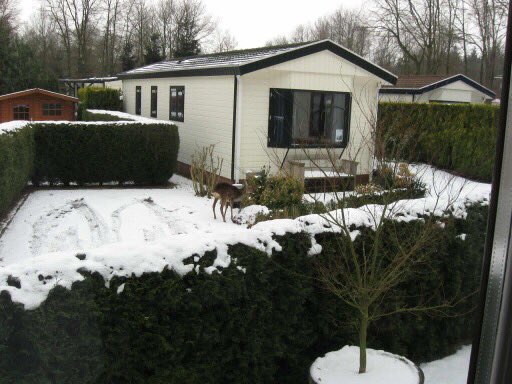 Bijzondere gast op <a href="/DeVoorst/">DeVoorst Kraggenburg</a> ontbijt in het chaletpark! <a href="/NOPnunl/">NOP nieuws, NOPnu.nl</a> <a href="/voorsterbos/">Waterloopbos</a> @Natuurmonument <a href="/de_boswachters/">NM in Flevoland</a> #mooiplaatje <a href="/staatsbosbeheer/">Staatsbosbeheer</a>