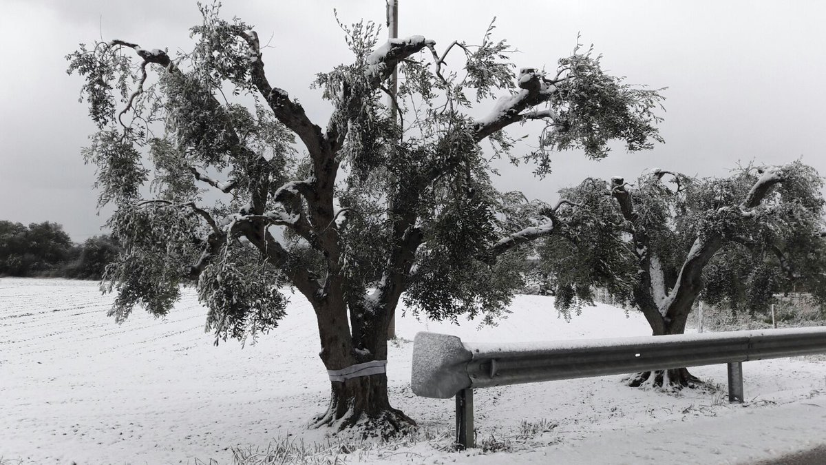 Il magico risveglio in #salento #neve #ulivi <a href="/WeAreInPuglia/">WeAreInPuglia</a> <a href="/Salentoit/">Salento.it</a>  <a href="/TOURINGALATINA/">@Incoming Salento</a> <a href="/pugliasalento/">Puglia Salento</a> <a href="/vacanze_salento/">Salento Vacanze</a> <a href="/igerspuglia/">Igers Puglia</a>