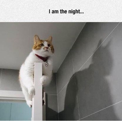 MyQuickSearch's tweet image. He is the silent guardian, the watchful protector, a Dark Knight.

Looking for pest control services?
buff.ly/2igGIVg