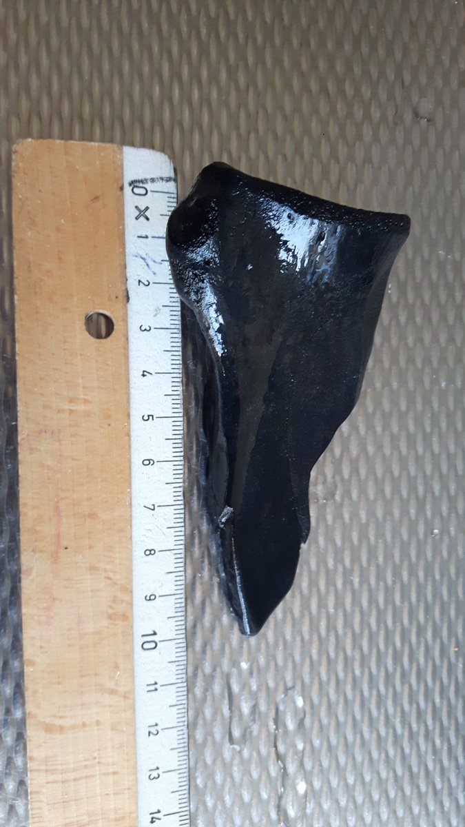 TamaraWanders's tweet photo. @museumnaturalis hebben jullie enig idee van welk dier dit botje van is.  Gevonden op het strand in Scheveningen. https://t.co/7VRGdSxOeC