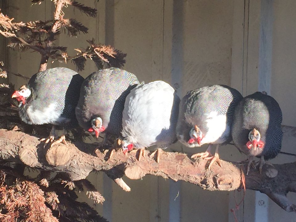 Visit to <a href="/RedBankFarmShop/">RedBankFarmShop</a> yesterday to finalise <a href="/Fizz_Guru_Jim/">Jim Myhill</a> birthday deets and all the turkeys were having a warm in the sun!