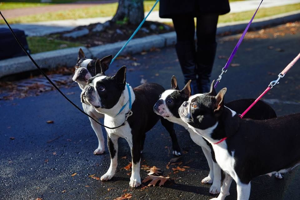 METintl's tweet photo. This year, our team got a little help from BU's mascot @RhettBU for our holiday photos! #ICYMI #BostonTerrier #oneBU
https://t.co/Y1JcDoXlN5 https://t.co/MHiOCkb7uJ