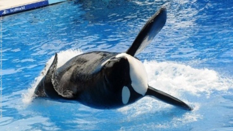#BREAKING Tilikum, @SeaWorld killer whale, focus of 'Blackfish' movie, dies bit.ly/2hYxH29 https://t.co/dY5RiAzFEm