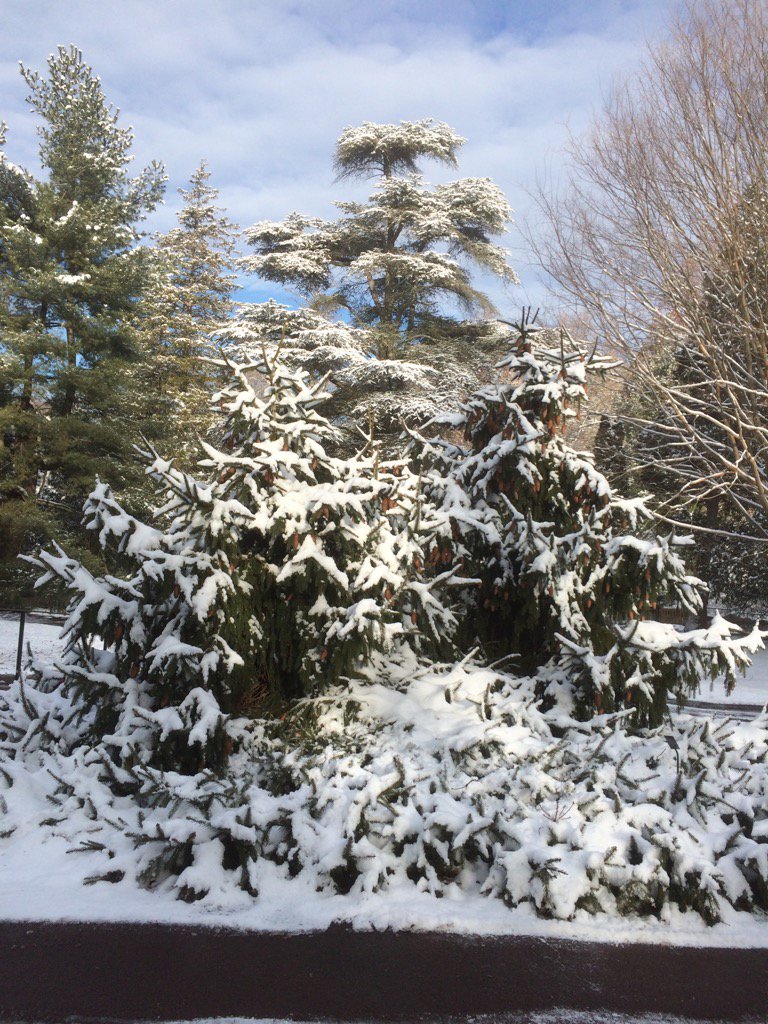 Hortigal55's tweet photo. Early morning beauty at Morris Arboretum. #morrisarboretum https://t.co/ufn382derk