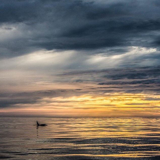 elletee81's tweet photo. Only through death could he escape captivity.  Swim free, Tilly. #RIPTilikum #Tilikum #Blackfish https://t.co/MyTHSsl9gm