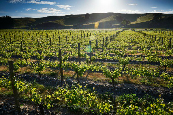 Excited for our first trade tasting of the year! Bring on <a href="/nzwineeurope/">New Zealand Wine Europe</a> with <a href="/jacksonestate/">Winemaker</a>  ow.ly/c1xq307Ku1Z