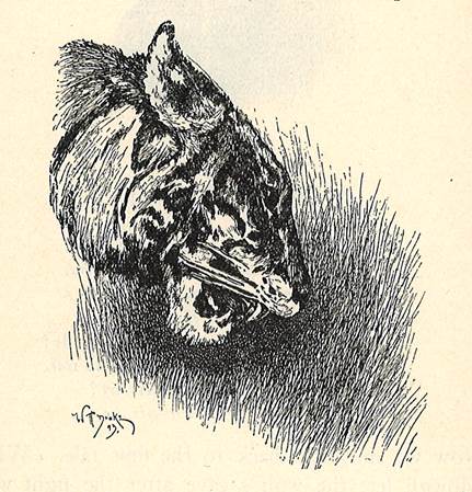 BrookesLibrary's tweet image. A portrait of Shere Khan, by W. H. Drake, from a 1924 edition of The Jungle Book #libraryexhibition