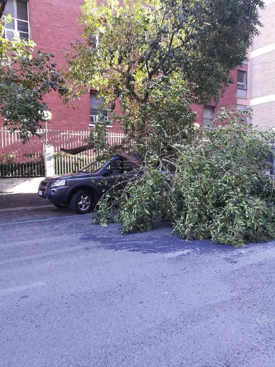 TGuerrisi's tweet photo. @PLRomaCapitale a via dei liburni 4 albero caduto per il vento. Carreggiata interrotta. https://t.co/bPOQECfkX2