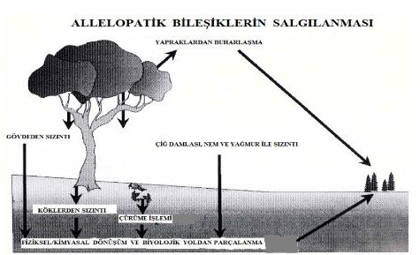 apelasyon's tweet photo. Allelopati nedir bileniniz var mı? Bir savaşım aracımı yoksa bir yaşam biçimimi? İyi mi kötü mü? Sizce? https://t.co/78l6iH63nz #Allelopati https://t.co/rFUz7ycLb8