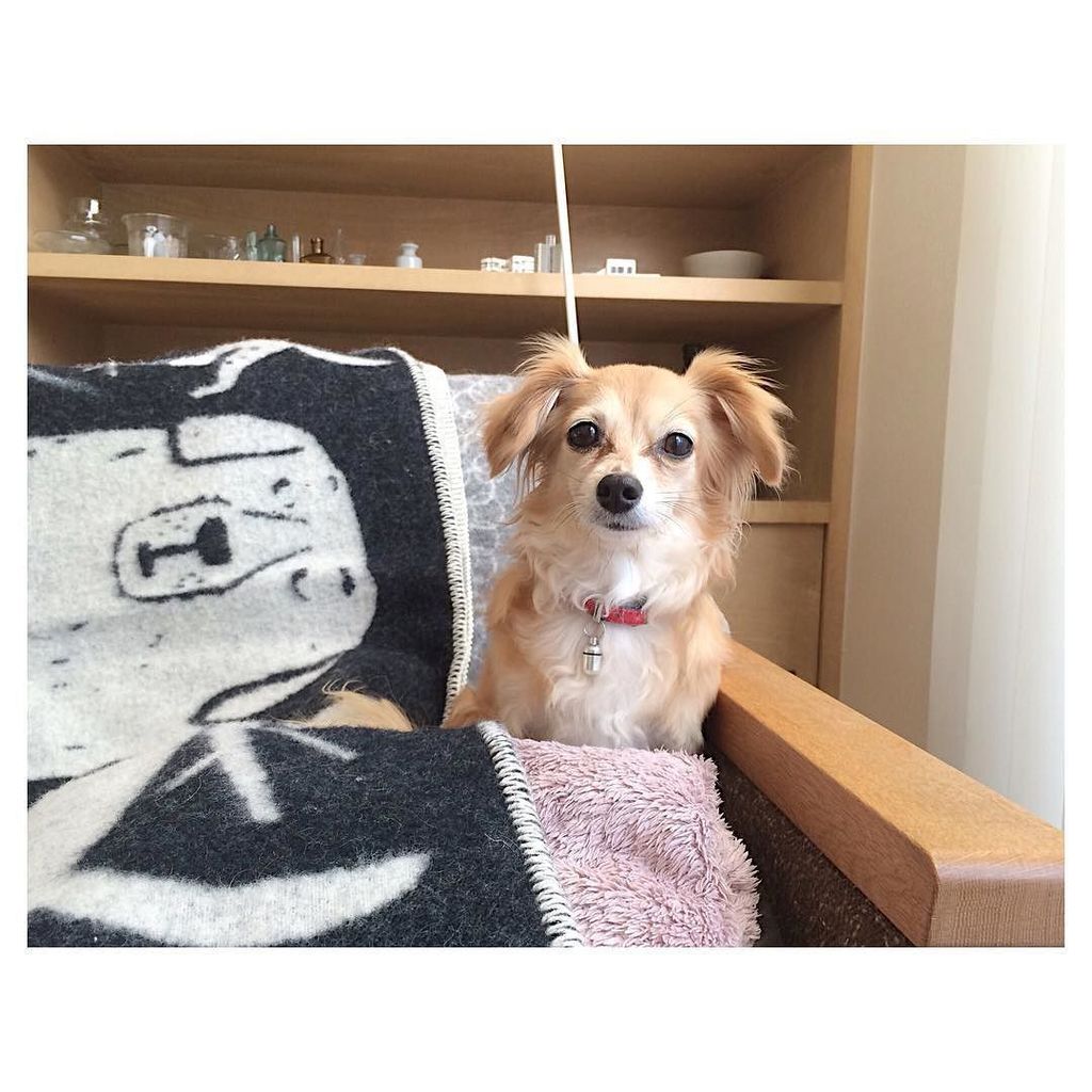akicomimi's tweet photo. Comimi's 8th birthday🎂
こみみは今日で8歳、すっかりお姉さんです。
.
.
#comimi #dog #doglover #mixbreed #mixdog … https://t.co/SzZZnYNlg5 https://t.co/0o3TFDth9X