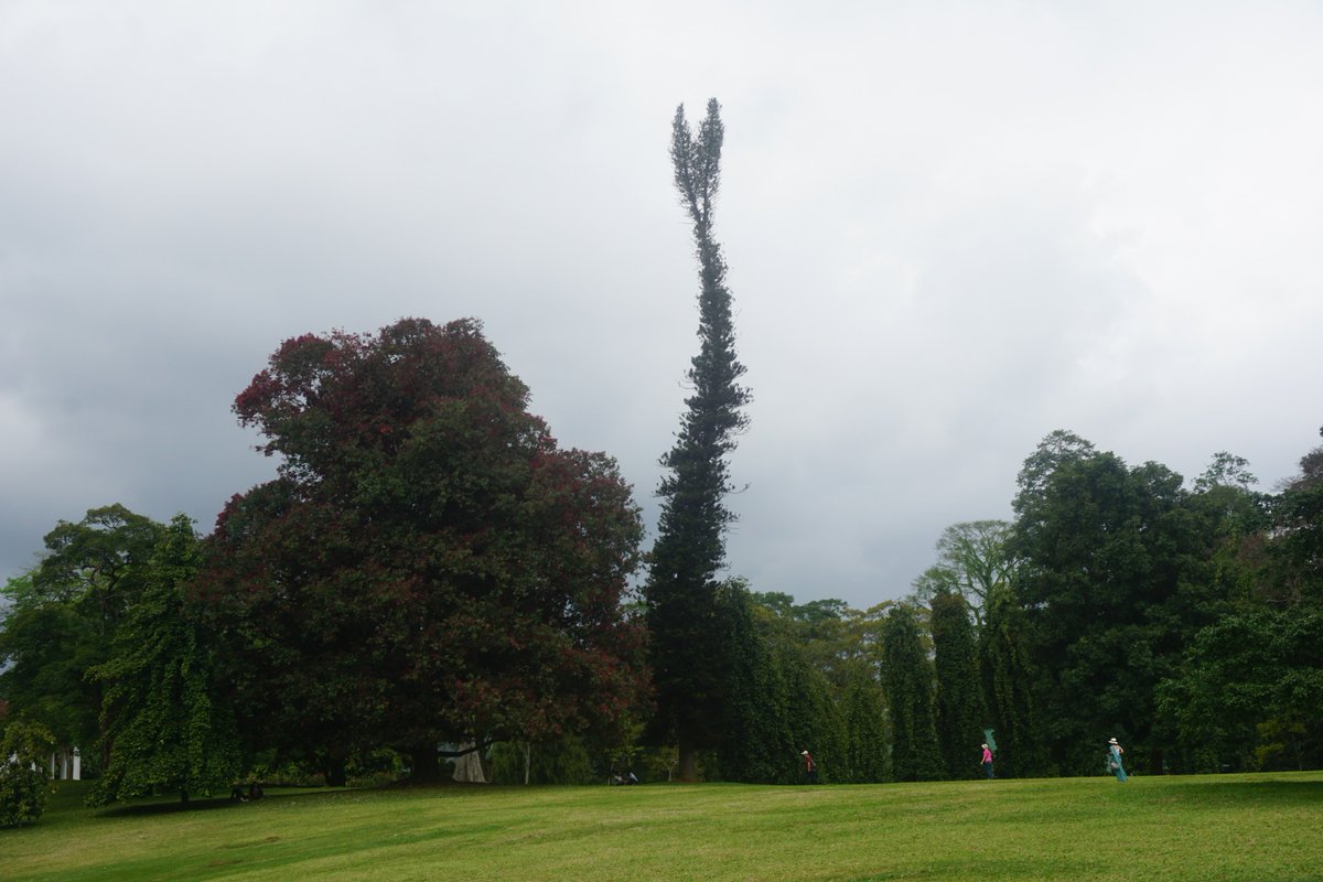bamboolandscap1's tweet photo. I was lucky enough to visit the beautiful #RoyalBotanicalGardens in #SriLanka recently. Can anyone tell us what tree this is? https://t.co/oFcGWIKB0i