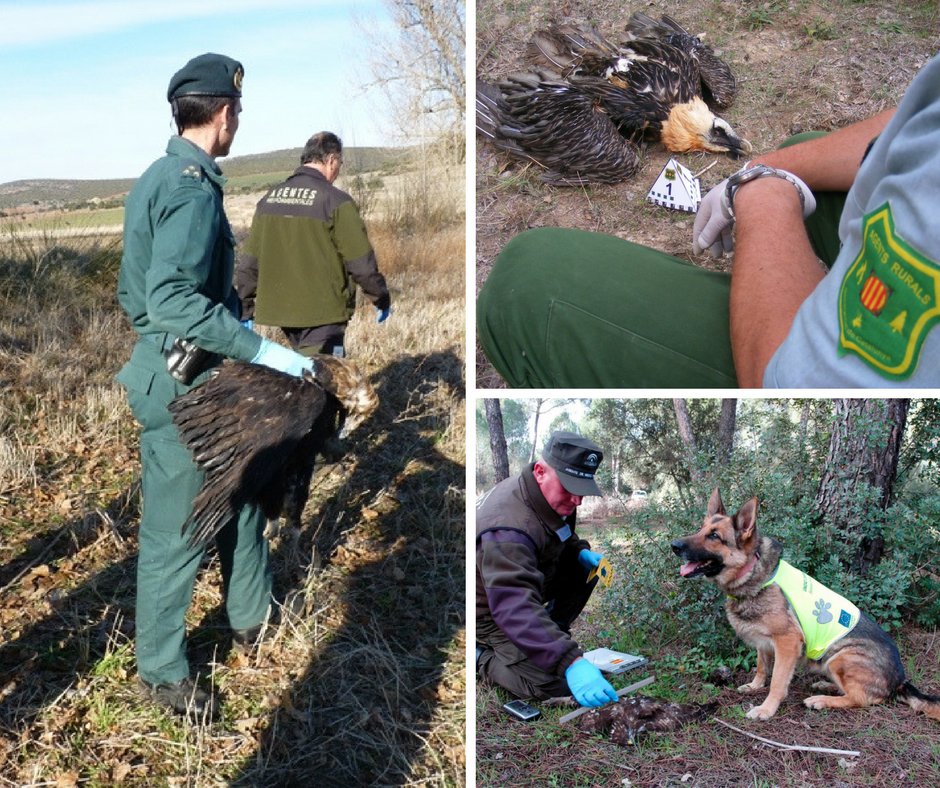 LIFEProgramme's tweet photo. #VENENONO Best of #BestLifeProject2015 (NAT) tackled illegal wildlife poisoning in Spain: https://t.co/BWxtSFW4bg https://t.co/XusgRXCau5