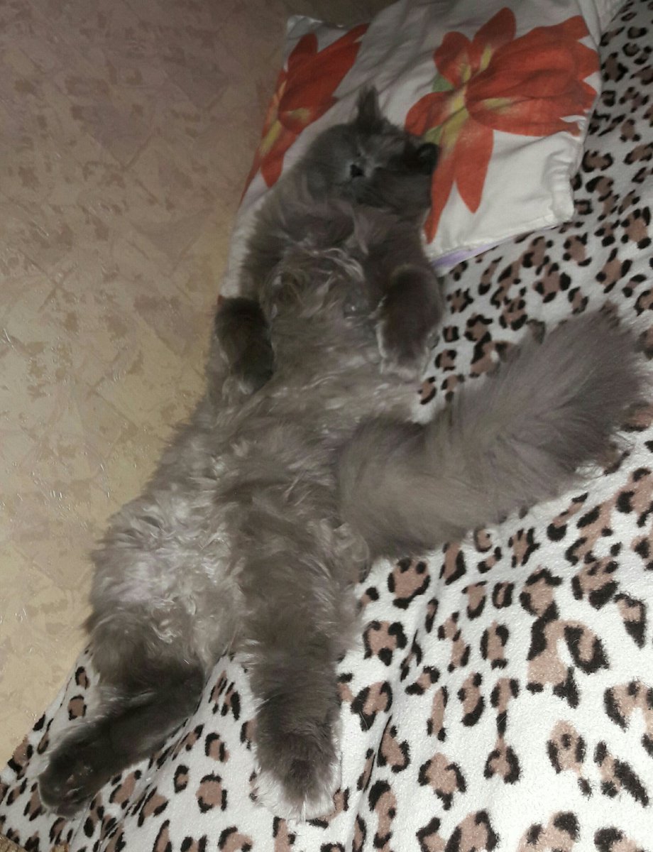 PodrezVictoria's tweet photo. Too drunk to dance...zzzzzzz
#Fluffy #drunklemon #cat #britishcat #toodrunk https://t.co/G7qhl1zjq1
