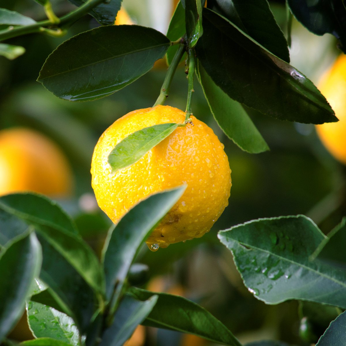 _SuperHealthy_'s tweet photo. Why do we use Lemon with Seafood? 
https://t.co/Ke6d7aRL8q 
#superhealthycooking #cooking #Lemon #seafood #seafoodcooking #lemonandprawns https://t.co/gR8DaqTXJZ
