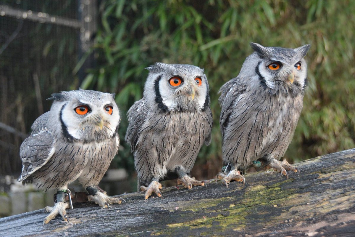 DPOliemeulen's tweet photo. Het is Driekoningen! Maar  de 3 wijzen zjin te zien, hier in Dierenpark De Oliemeulen  #zowijsalseenuil 
https://t.co/za4nAgSTs8 https://t.co/GgOYRfSCi7