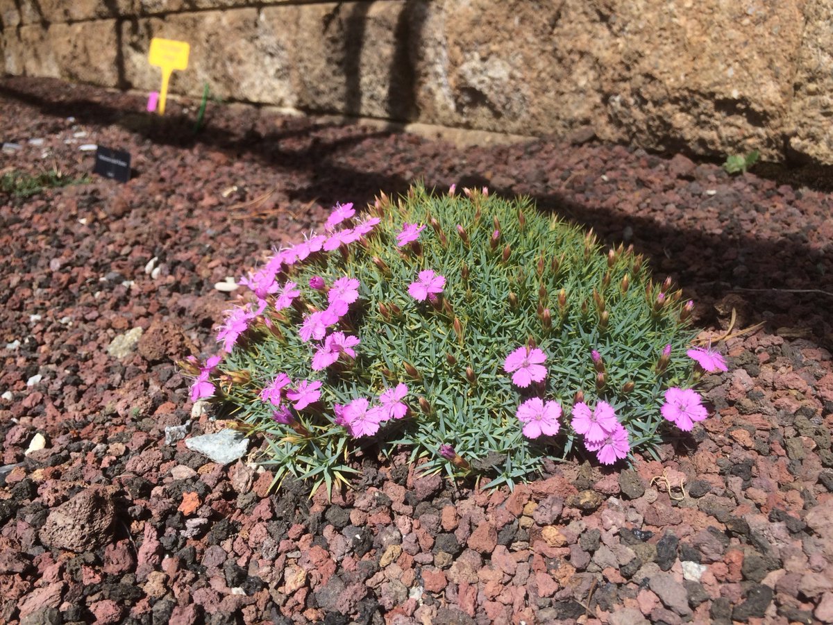 Альпийск. Гвоздика травянка Альпийская. Гвоздика Dianthus Alpinus. Гвоздика Альпийская почвопокровная. Гвоздика Альпийская Dianthus Alpinus Rubin.
