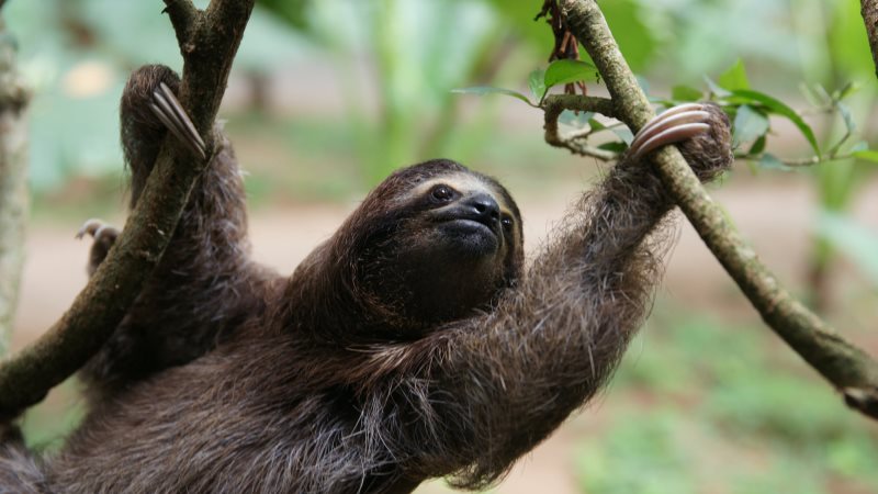 How to spot sloths in Costa Rica’s cloud forests bit.ly/2hXAyNv #LiveIntrepid #wildlife