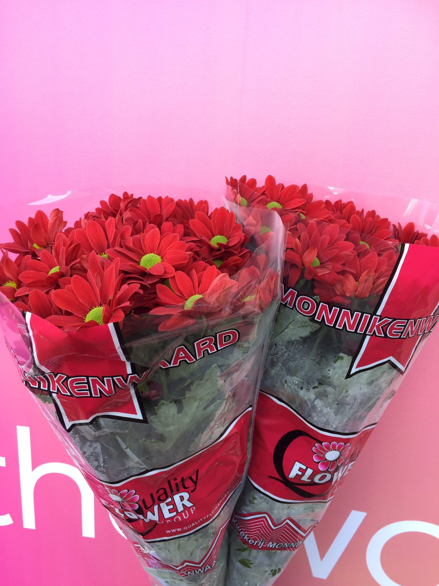 ChrisBFH's tweet photo. Ouderwets met de #chrysant Bontempi van @Monnikenwaard op bezoek bij de klant https://t.co/R8iQxg68cT