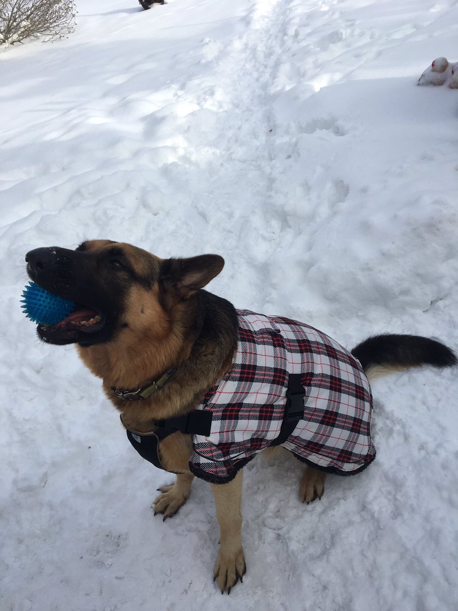 TheRealDstorm's tweet photo. Baxter must adapt to survive the harsh Canadian winter https://t.co/M92DCSyN0Y