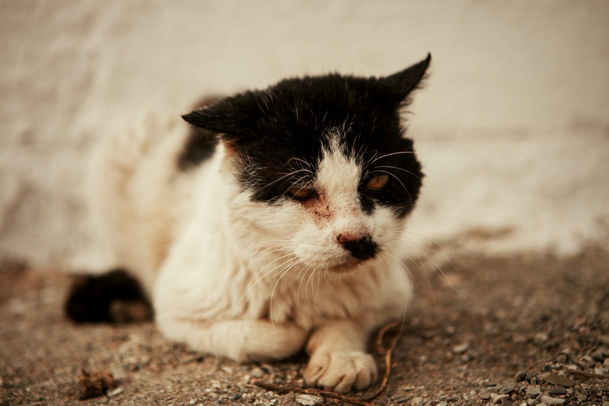 30millionsdamis's tweet photo. Un chat meurt roué de coups, aspergé d'acide et bourré de pétards = double relaxe au tribunal... #Justice ??? https://t.co/pQewSZgDq7 https://t.co/570yobyKji