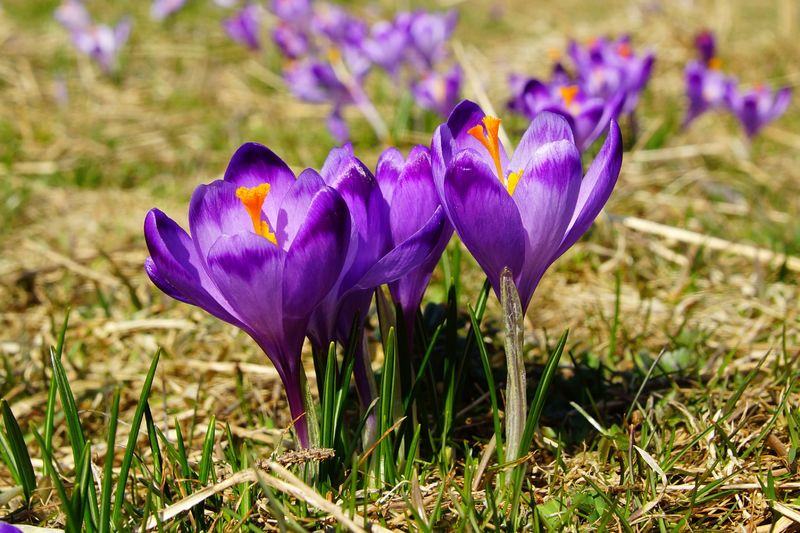 Ook al zin in het voorjaar? Boek dan nu je ideale vakantiehuis voor de voorjaarsvakantie! goo.gl/9mGsyi