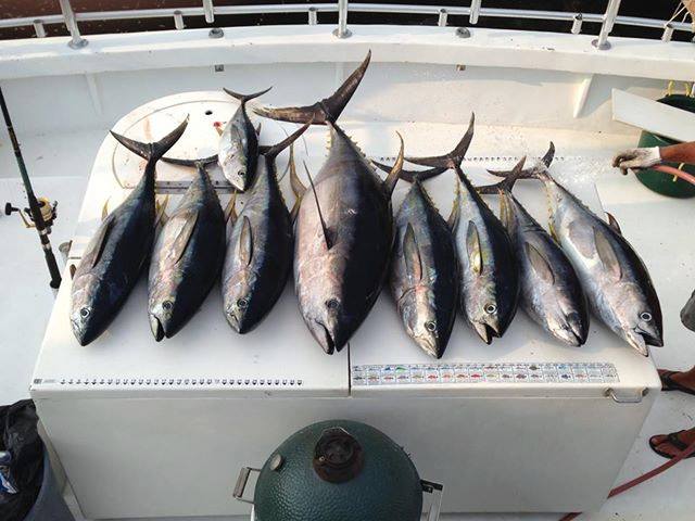 GSOB Fishing tweet media