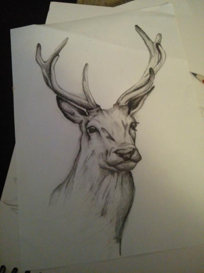 TheWolfandMe's tweet photo. Recent artwork for a commission #deer #artist #sketchbook #ArtTherapy #sketchjanuary https://t.co/boqfydrciN