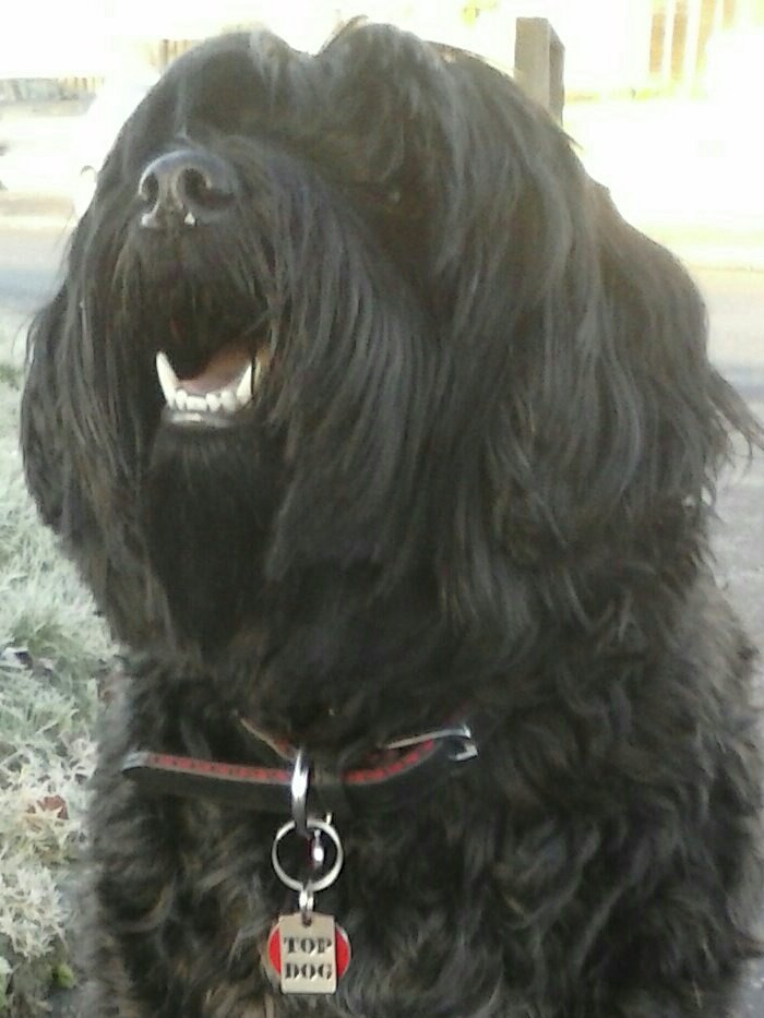 TheWagilyTail's tweet photo. @armanithehorse woof Armani, *Happy Weekend* friend xx https://t.co/OQwVXNS49o