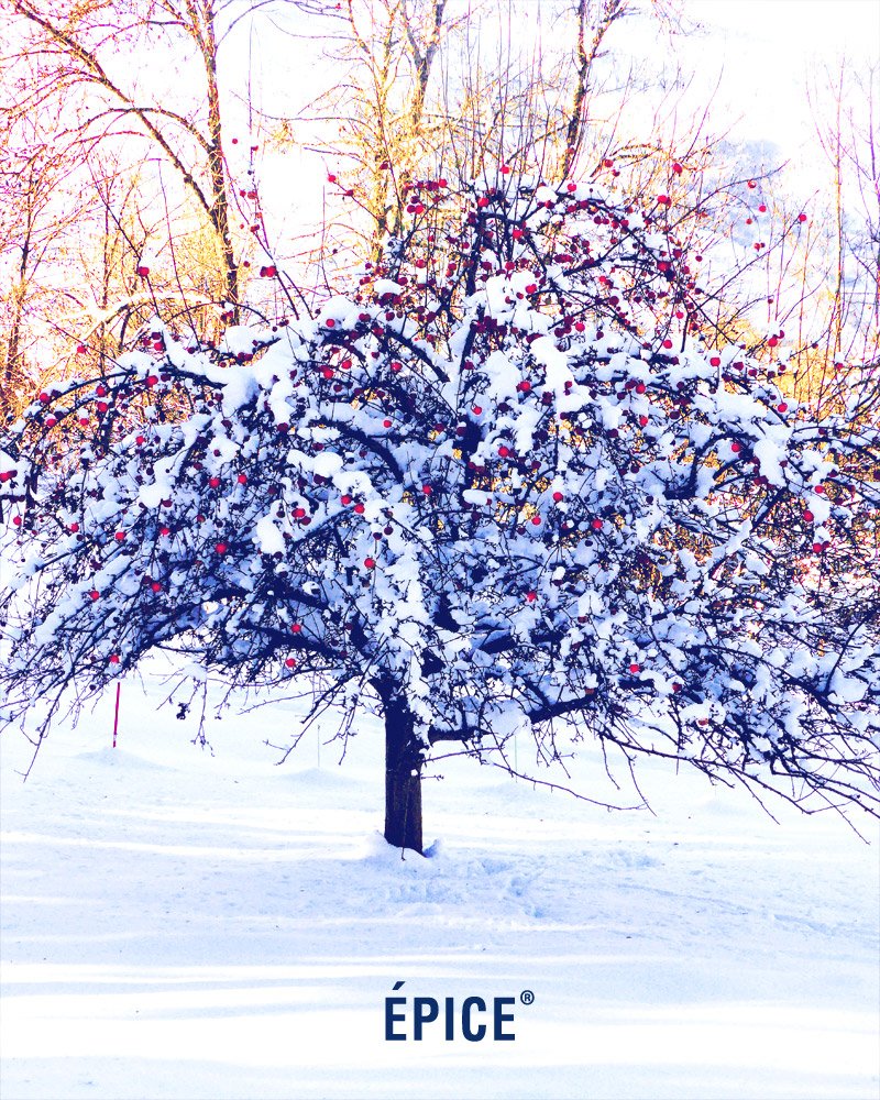 The Epice team wishes you a very happy new year 2017. — #epice #epiceparis #epicedesign #epicescarves #scarf #happynewyear