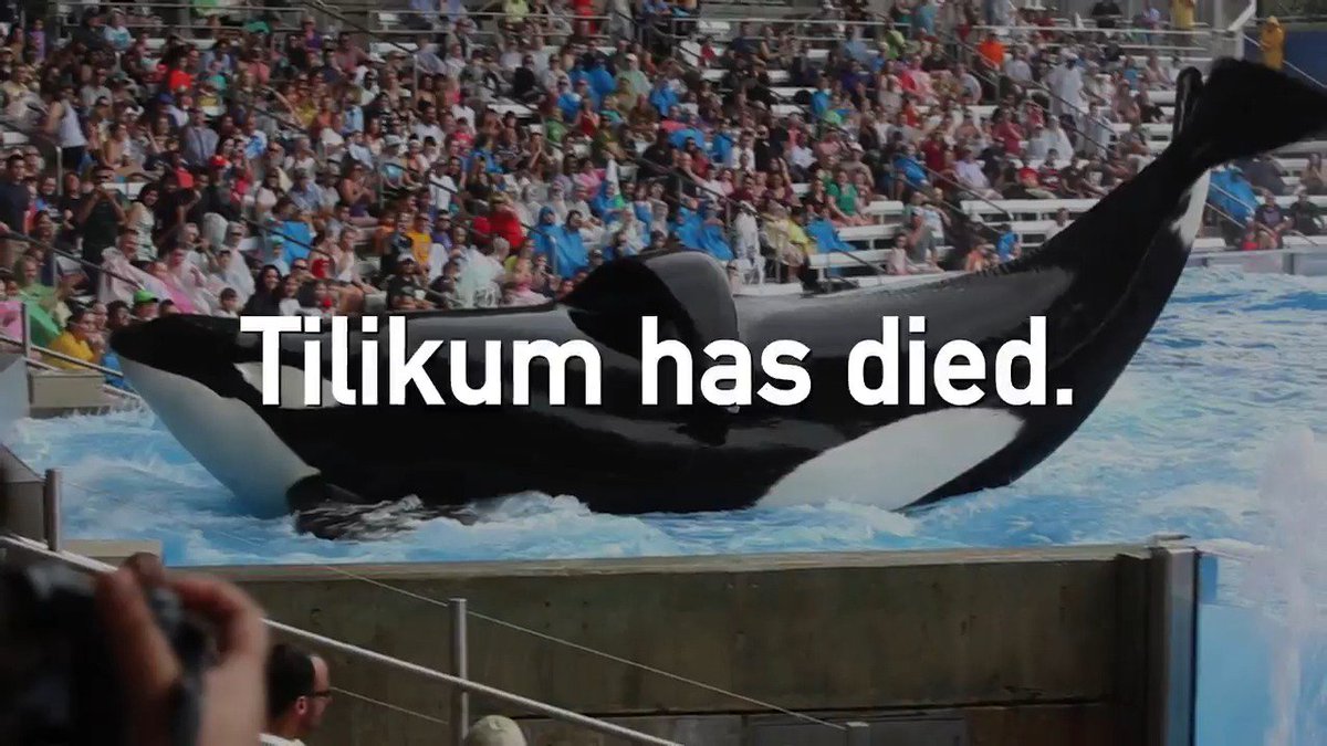 Tilikum could have had freedom, but #SeaWorld robbed him of that too. #Blackfish #RIPTilikum https://t.co/nmPuFEIqb0