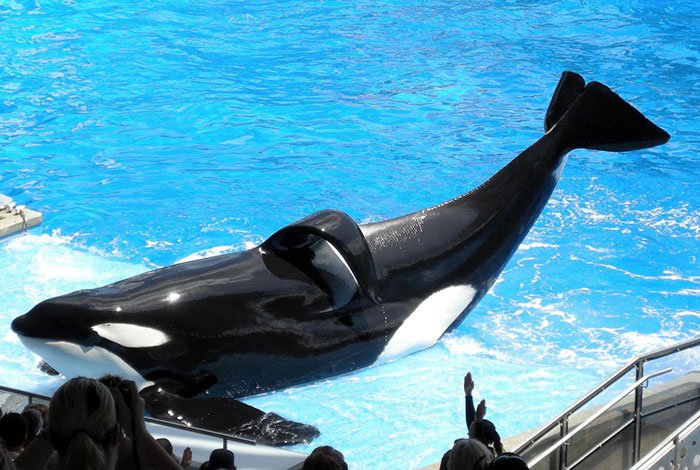 #Blackfish director @GabCowperthwait calls @SeaWorld’s killer whale Tilikum a ‘martyr’ https://t.co/IYh4J194Gb
#EmptyTheTanks https://t.co/339k0MRVje