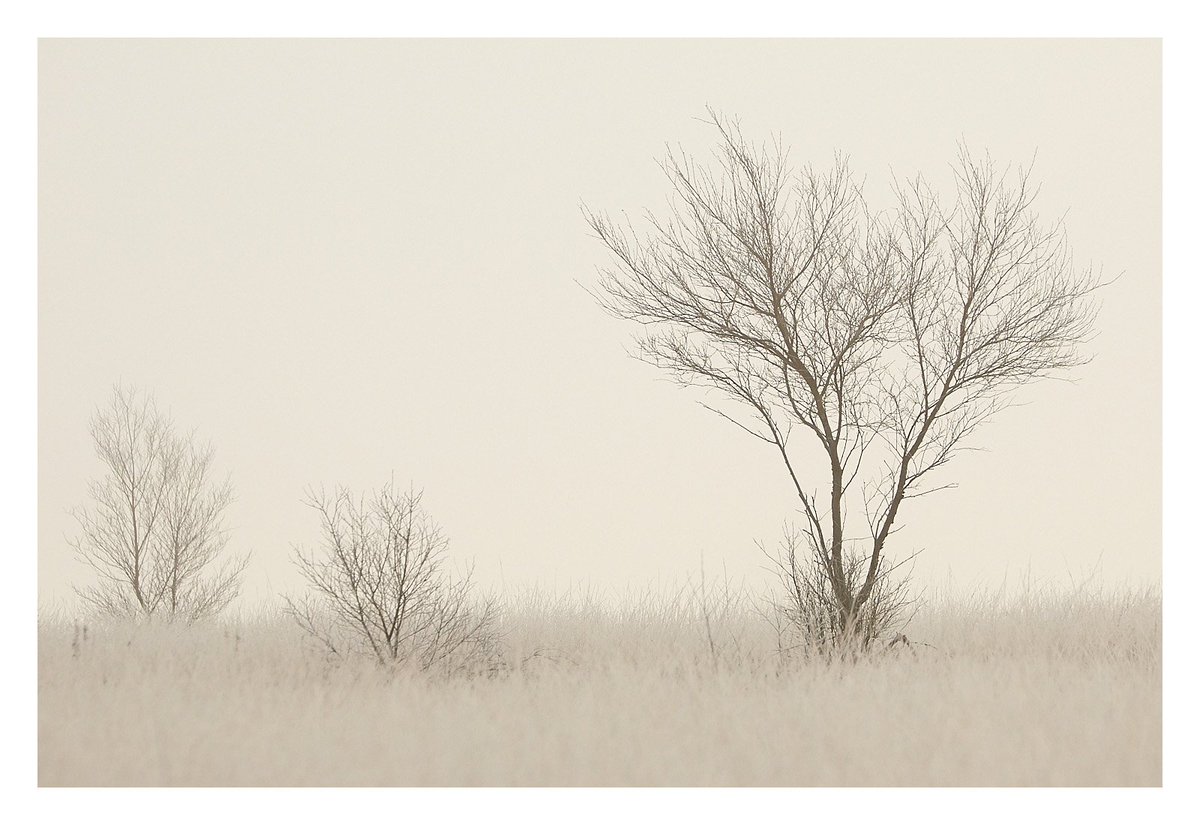 iandaisley's tweet photo. Something a little soft and delicate. Beeley Moor. @peakinfocentres #peakdistrict https://t.co/ZDThPAX9yB